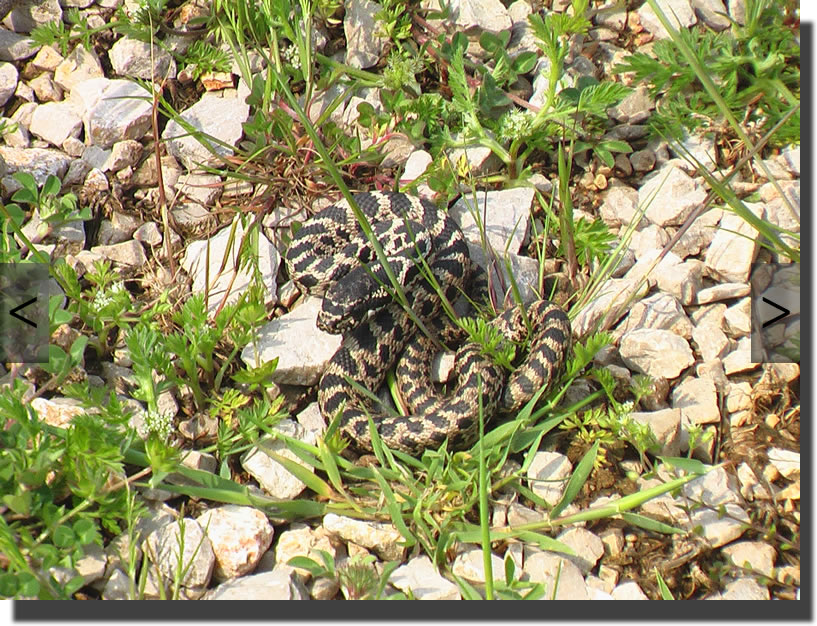 Elaphe quatuorlineata